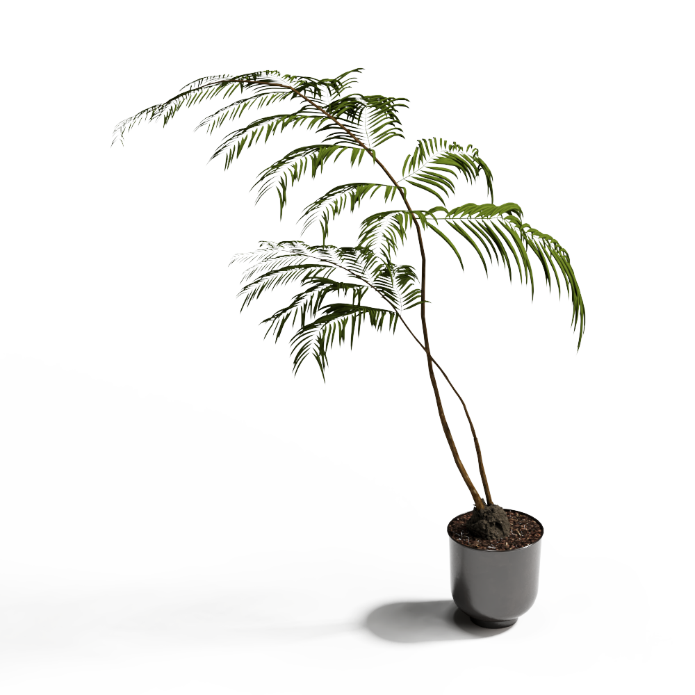 绿植盆栽