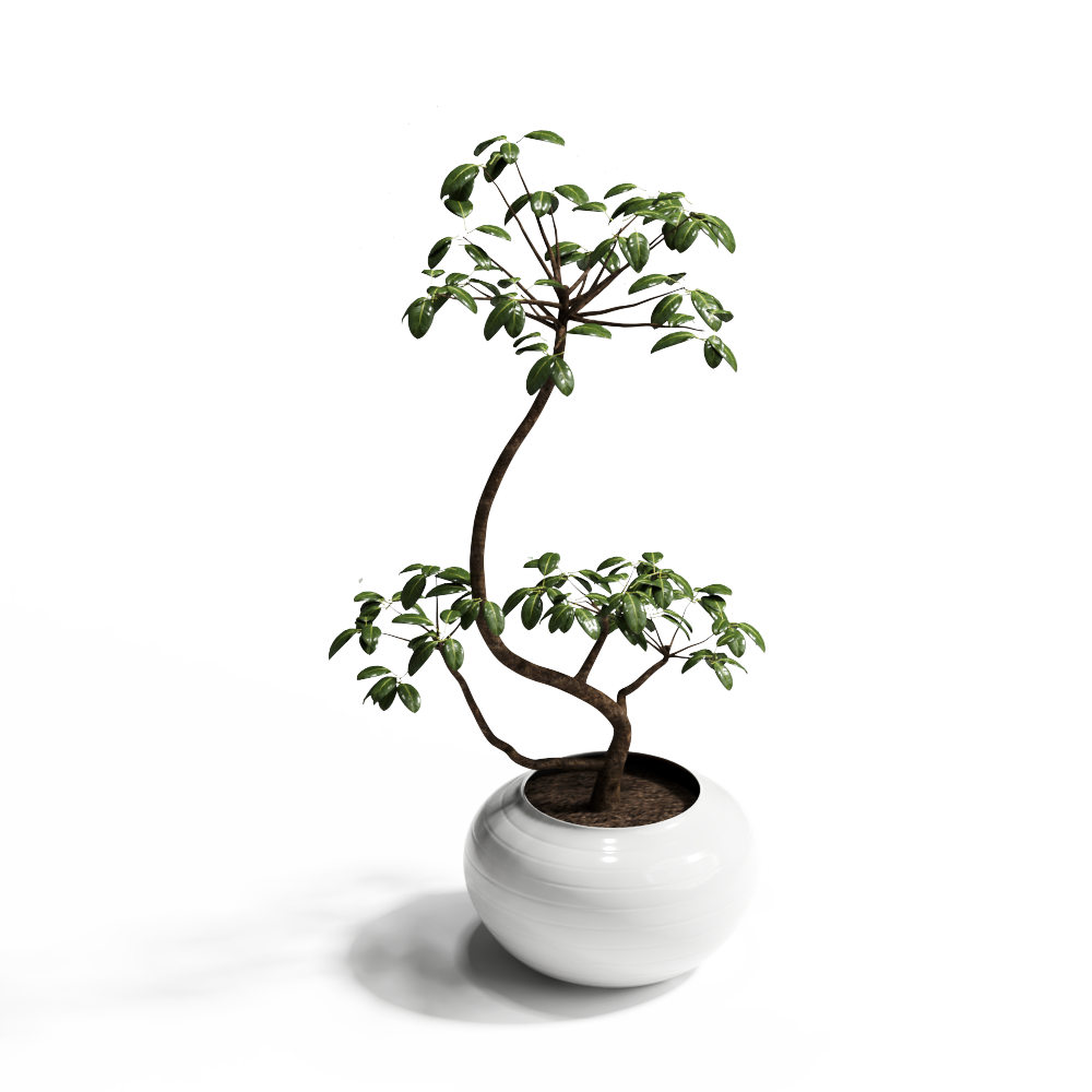 宋氏落地植物